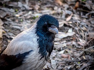 A curious gray crow listens attentively.
