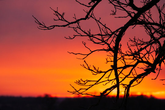 Bur oak branch against a colorful orange and red sunset. © Margaret Burlingham
