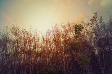 sunset over field