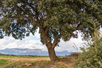 Lonely oak tree amid mountains and a field. Old oak with beautiful bark and a large trunk.