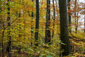 Obraz premium Wanderung im Wiehengebirge bei Lübbecke. Der Herbst in seinen schönsten Farben.