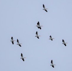 Pelican Squad