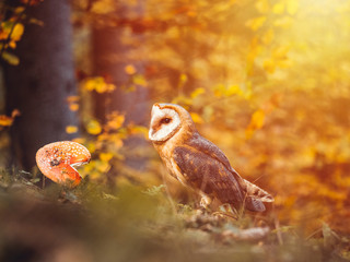 Barn owl (Tyto alba) sitting on ground in autumn forest by sunset. Barn owl by sunset. Owl in autumn forest.