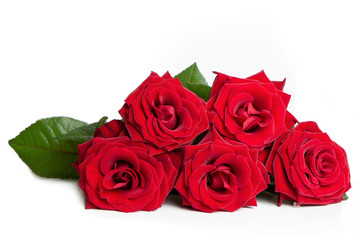 Fresh red roses on a white isolated background.  Beautiful flowers.