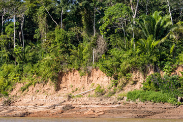 Fototapeta premium Tropical forest on the Sandoval lake. Tambopata, Peru.