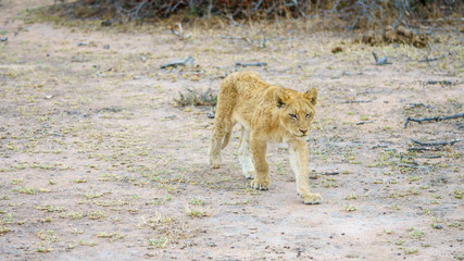 young lions in kruger national park, mpumalanga, south africa 29
