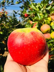 Picking fresh organic apple 