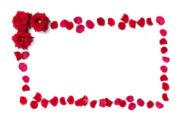 Frame of red roses and rose petals on a white isolated background. Copy space.