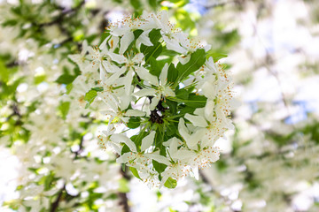 Flowers in the spring