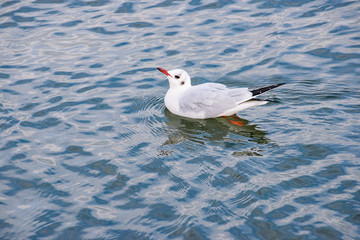 Seagull swimming on the water of North Sea in Cuxhaven, Germany
