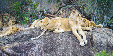 lions posing on a rock in kruger national park, mpumalanga, south africa 67