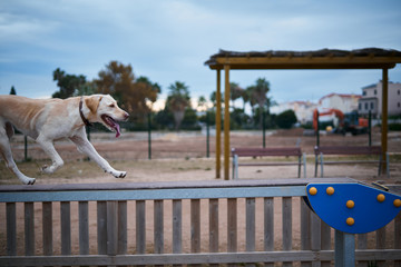 labrador dog playing in agility park on a catwalk