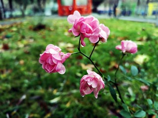 Obraz premium Pink flowers in the garden - roses