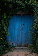 Entrance gate  of an abandoned house with a blue  wooden door covered with green plants