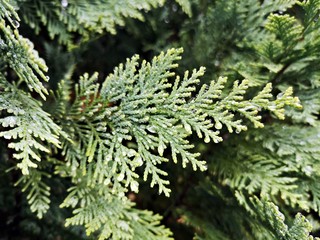 Green branch of a tree - Lawson's cypress , False cypress , Ginger pine