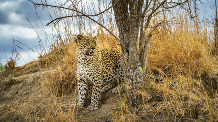 leopard in kruger national park, mpumalanga, south africa 138