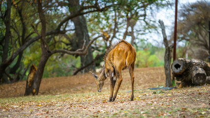 Naklejka na ściany i meble little antelope in kruger national park, mpumalanga, south africa 5