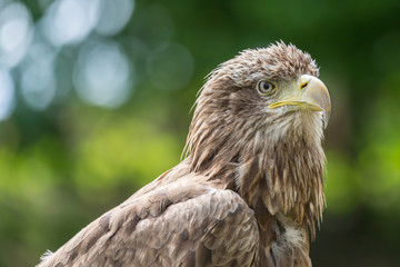 Seeadler