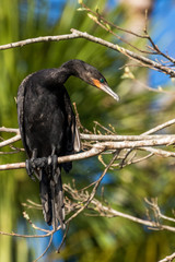 Fototapeta premium Neotropic cormorant - olivaceous cormorant (Phalacrocorax brasilianus) perched on a tree.