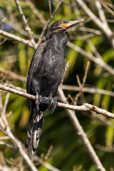 Neotropic cormorant - olivaceous cormorant (Phalacrocorax brasilianus) perched on a tree.