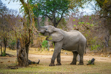 Fototapeta premium elephant in kruger national park, mpumalanga, south africa 46
