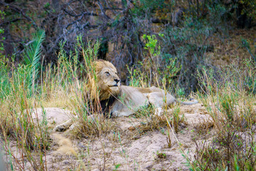 male lion in kruger national park, mpumalanga, south africa 19