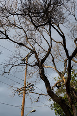 Power pole and lines behind wild gnarled oak 