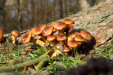 Pilze im Herbstwald