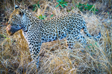 Fototapeta na wymiar leopard with a mongoose as his prey in kruger national park, mpumalanga, south africa 5