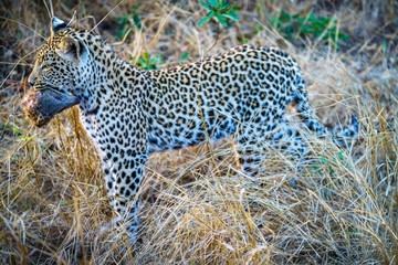 leopard with a mongoose as his prey in kruger national park, mpumalanga, south africa 5