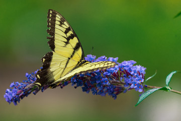 Tiger Swallowtail Butterfly on Blue Flower Blooms