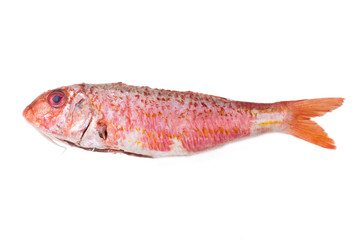 fresh natural fish isolated on white, salmon or mullets