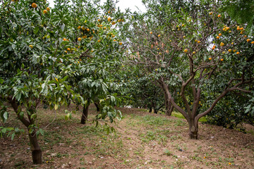 Fototapeta na wymiar view of organic mandarin trees in a garden