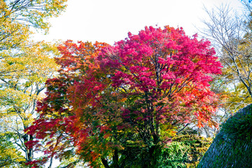 Naklejka premium 岡城の紅葉