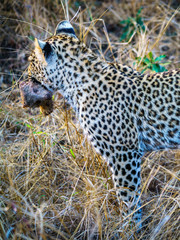 leopard with a mongoose as his prey in kruger national park, mpumalanga, south africa 10