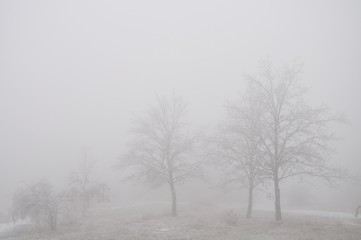 Fototapeta na wymiar Mysterious winter foggy landscape. Isolated solitary broad leaf trees in fog, gloomy landscape, glaze ice and rime . .