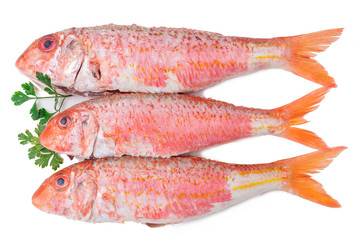 fresh natural fish isolated on white, salmon or mullets