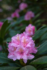 Colorful pink Flowering Rhododendron in the wild forest