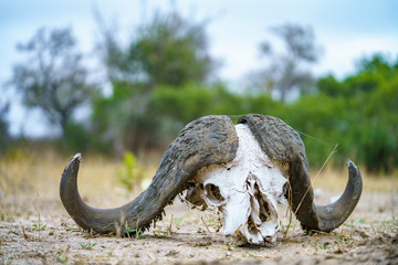 skull of african buffalo in kruger national park, mpumalanga, south africa 9