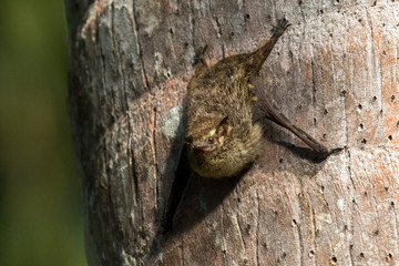 Bats (Rhynchonycteris naso) on a tree at the lake of Sandoval in Peru.