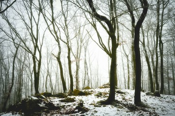Fototapeta premium Snowy forest covered with glaze ice and rime. Fog,oak trees, rocks and stones, woodland, winter landscape. Czech republic,Europe. .
