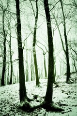 Foggy snowy forest covered with glaze ice and rime. Fog,oak trees, woodland, winter landscape.  Czech republic,Europe.  .