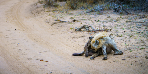 hyena in kruger national park, mpumalanga, south africa 33