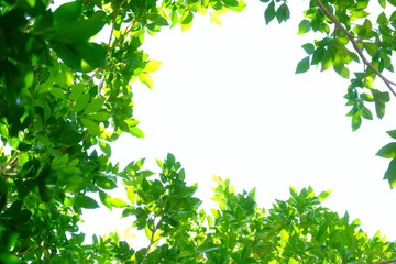 Tropical tree leaves with sun light on white isolated background for green foliage backdrop 
