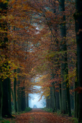 Fototapeta na wymiar Path in autumn forest on misty morning.
