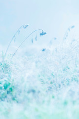 Dead sunflowers in misty meadow during autumn.