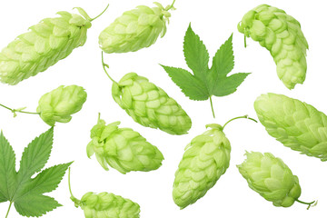 Green hops with green leaves isolated on a white background. top view