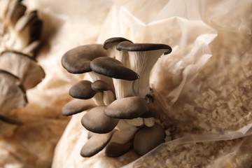 Oyster mushrooms growing in sawdust, closeup. Cultivation of fungi