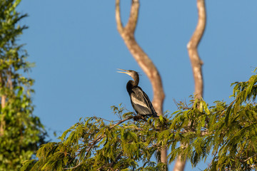 Anhinga sitting on a tree by the lake Sandoval in Peru, Tambopata.