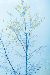 Tree with yellow leaves in mist during fall.